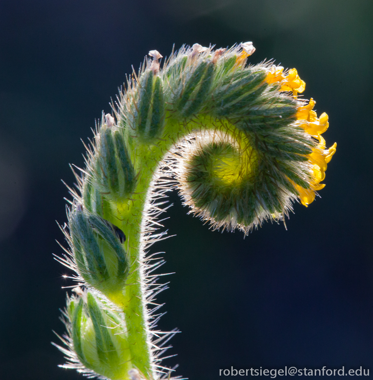 common fiddlenexk